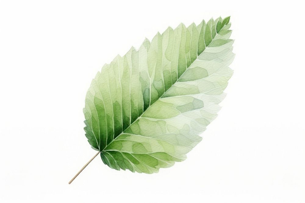Watercolor 1 beech leaf plant white background freshness. AI generated Image by rawpixel.
