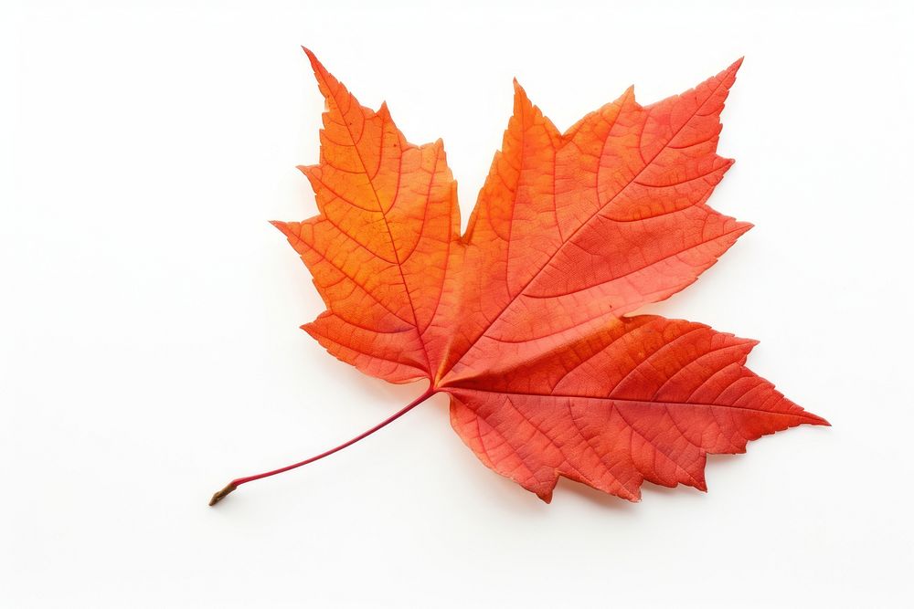 Autumn leaf maple plant tree. AI generated Image by rawpixel.