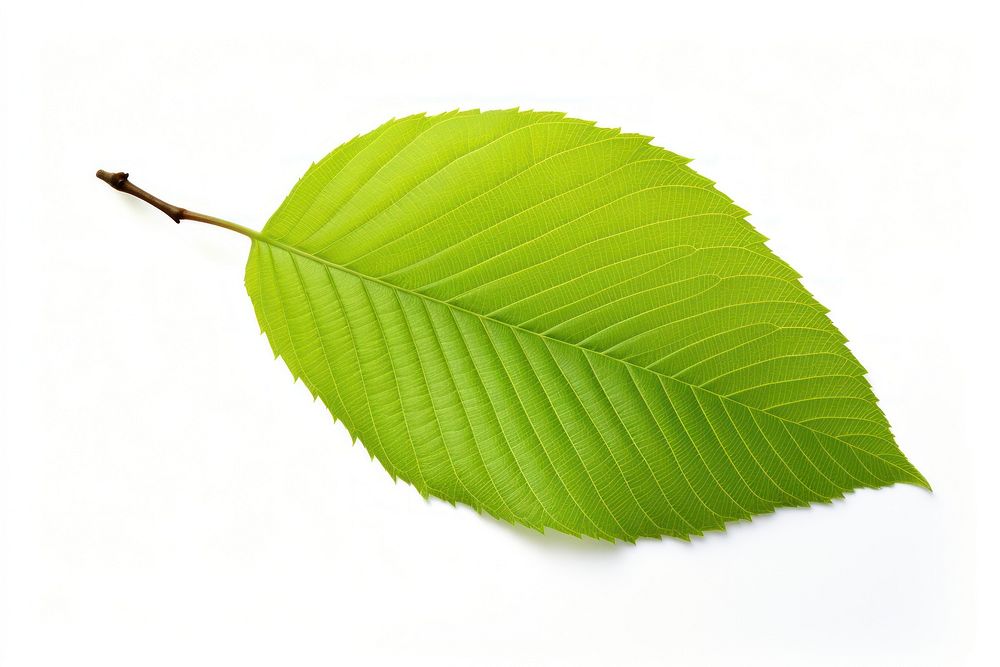 Beech tree leaf plant white background freshness. AI generated Image by rawpixel.