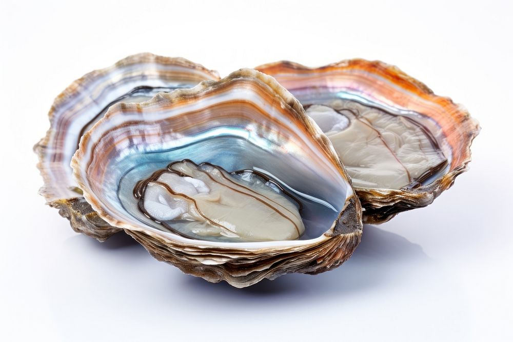 Seafood jewelry oyster clam. AI generated Image by rawpixel.