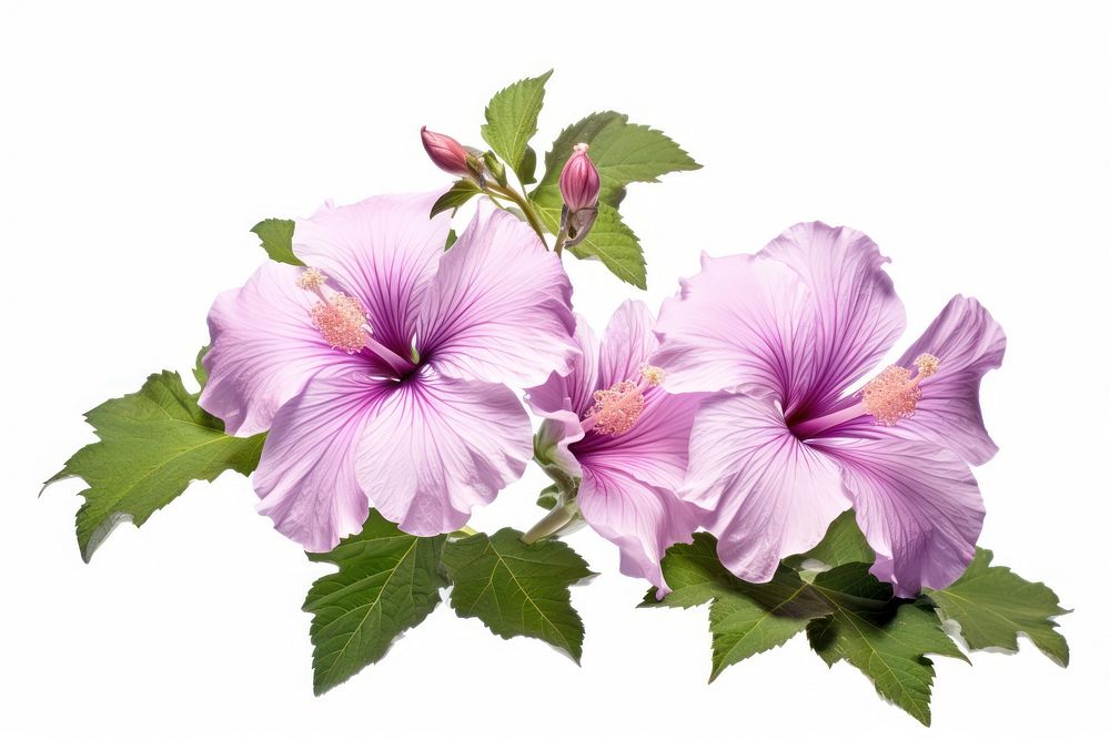 Hibiscus syriacus blossom flower plant. AI generated Image by rawpixel.