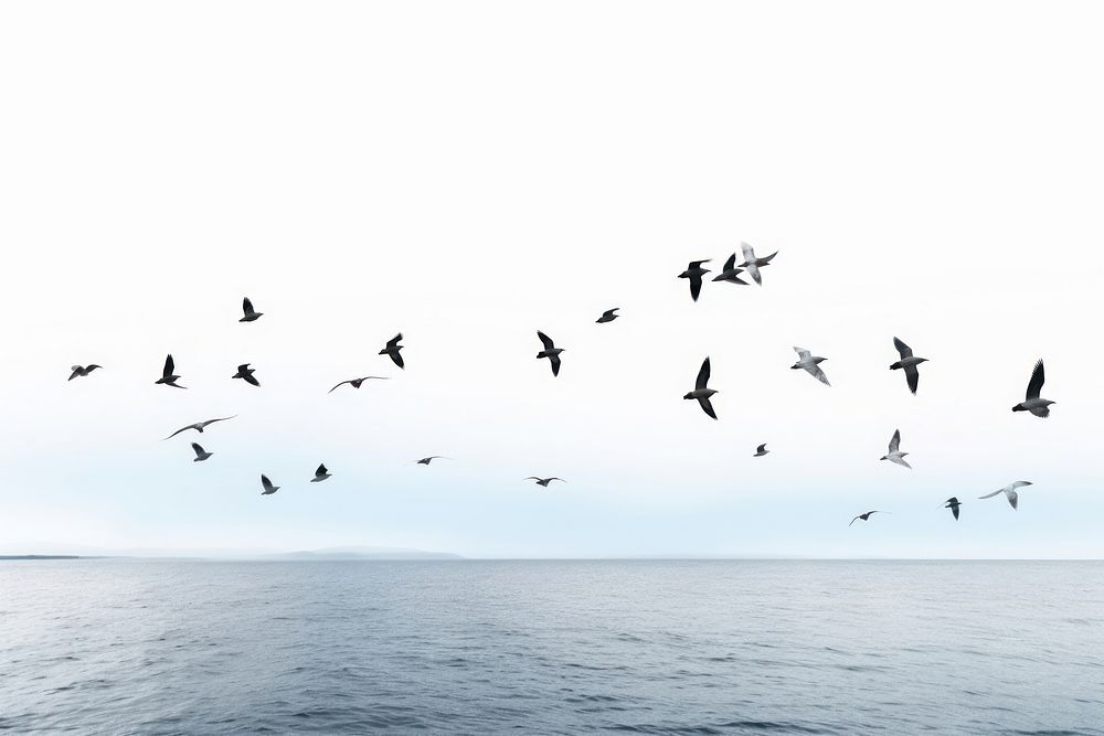 Flock bird outdoors horizon. AI generated Image by rawpixel.