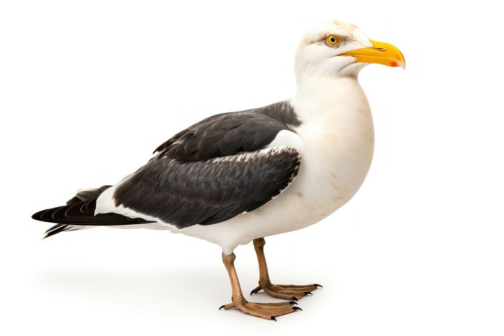 Kelp gull bird seagull animal white. AI generated Image by rawpixel.