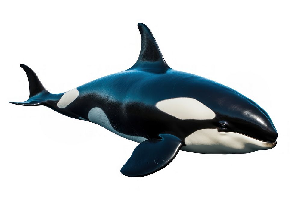 Orca mammal animal marine. AI generated Image by rawpixel.