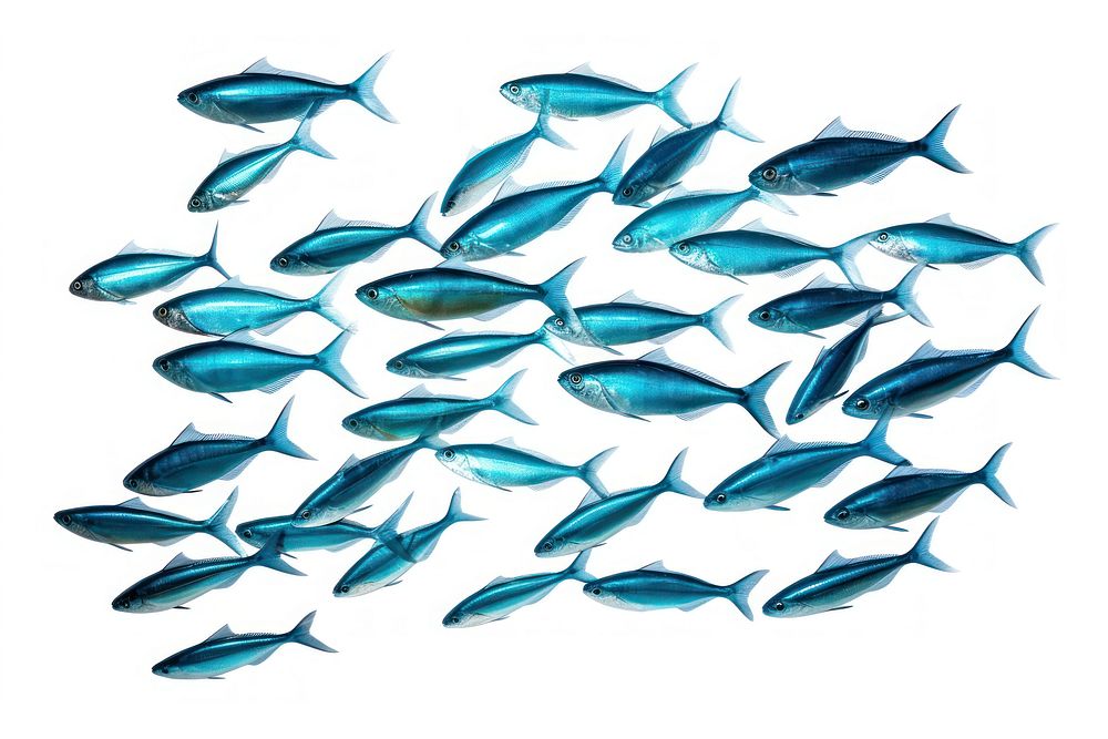 Fish sardine animal blue. AI generated Image by rawpixel.