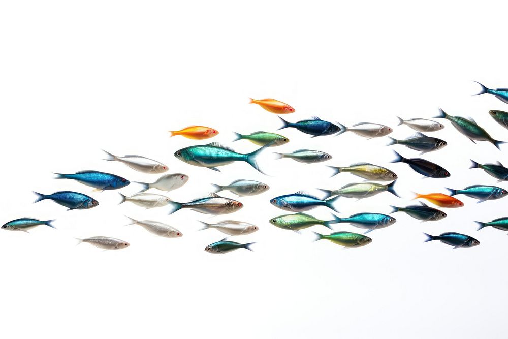 Fish animal white background accessories. AI generated Image by rawpixel.