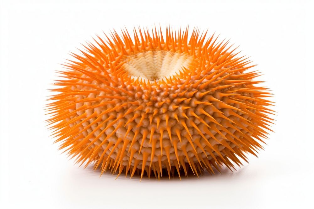 Urchin white background invertebrate erinaceidae. 