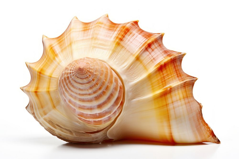 Shell seashell conch white background. AI generated Image by rawpixel.