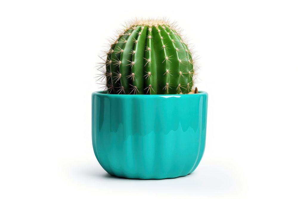 Cacti cactus plant houseplant. AI generated Image by rawpixel.