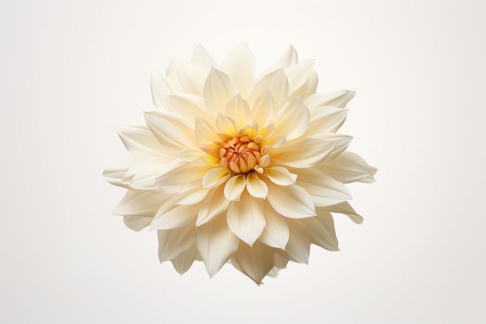 Flower dahlia plant white. AI generated Image by rawpixel.