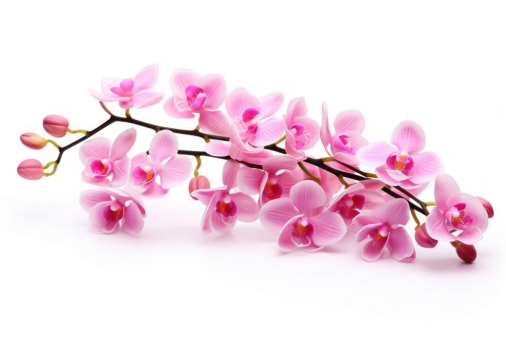 Pink Orchid Flower flower orchid blossom. AI generated Image by rawpixel.