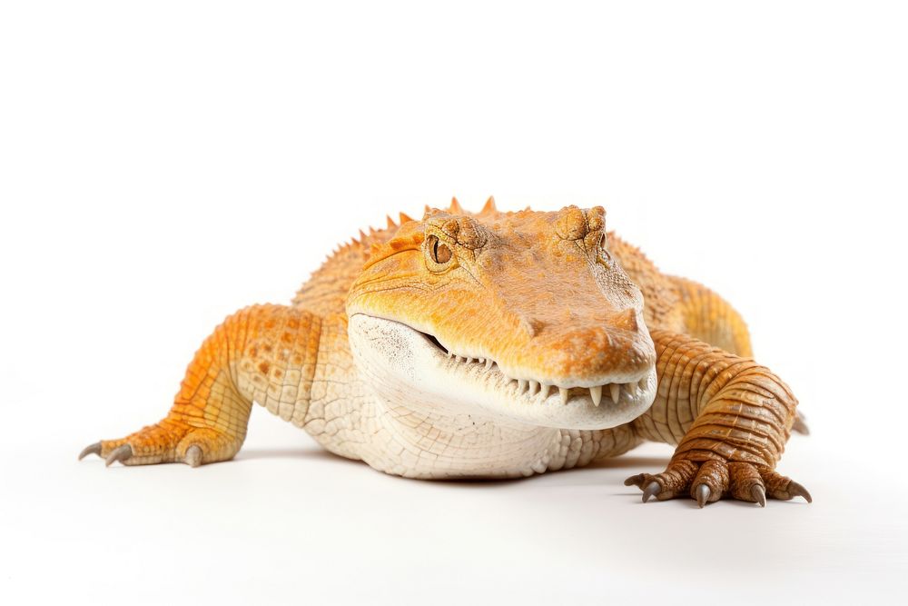 Crocodile crocodile reptile animal. AI generated Image by rawpixel.