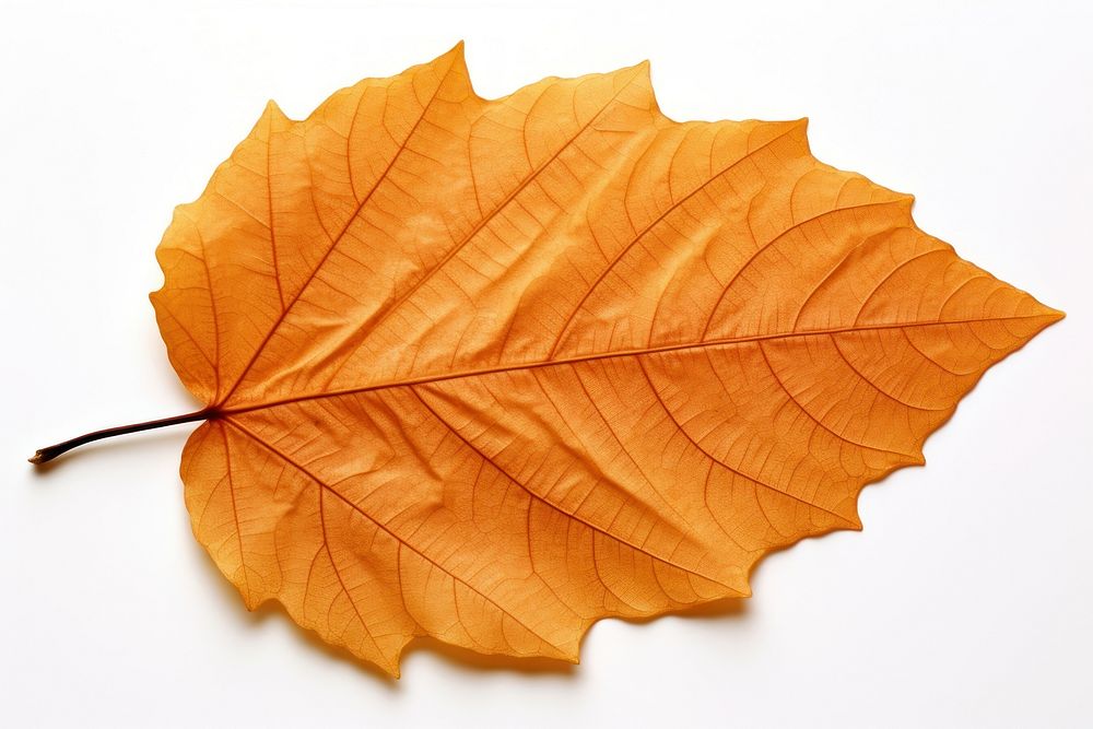 Autumn leaf plant tree fragility. AI generated Image by rawpixel.
