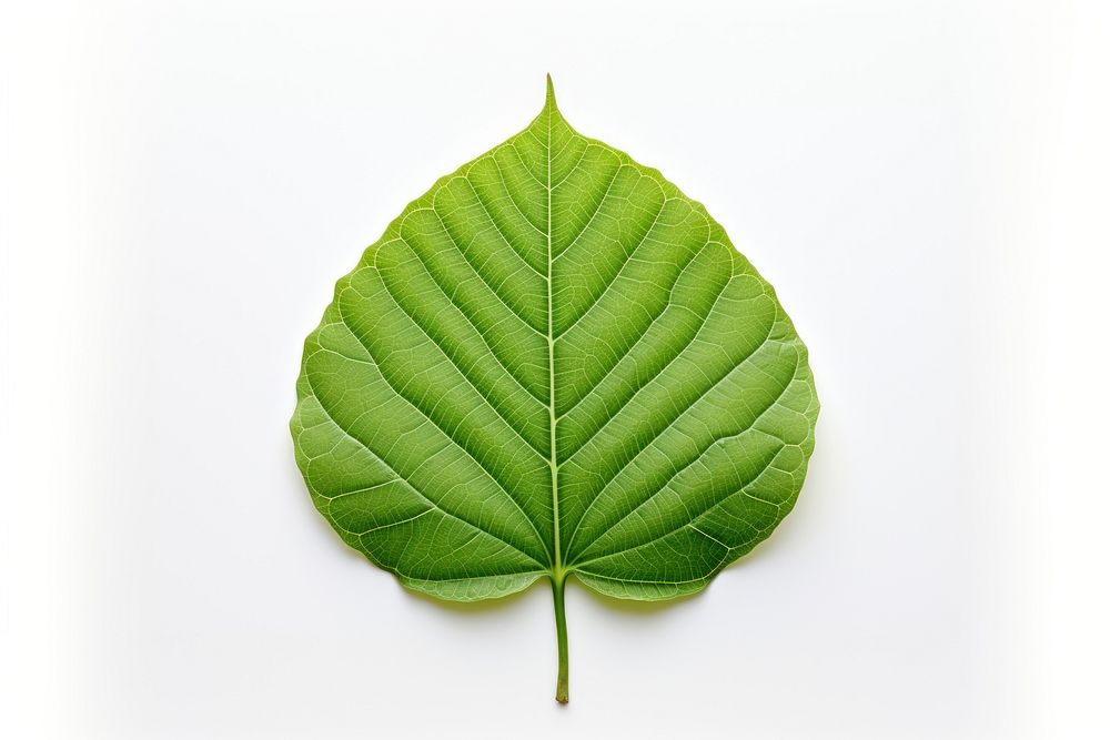 Sunflower leaf plant freshness green. AI generated Image by rawpixel.