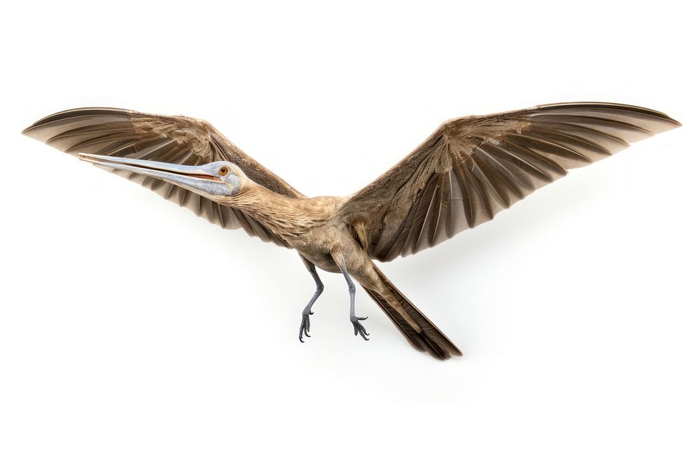Pterosaur flying beak animal. AI generated Image by rawpixel.