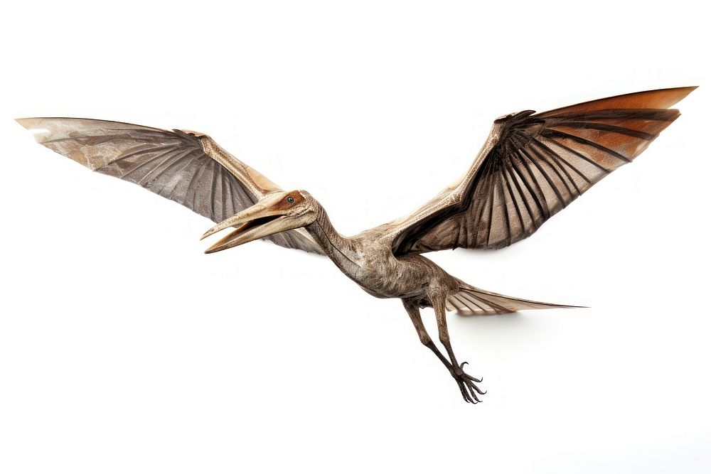 Pterosaur flying beak pelican. AI generated Image by rawpixel.