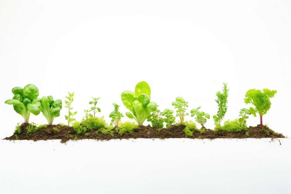 Vegetable garden lettuce plant herbs. AI generated Image by rawpixel.