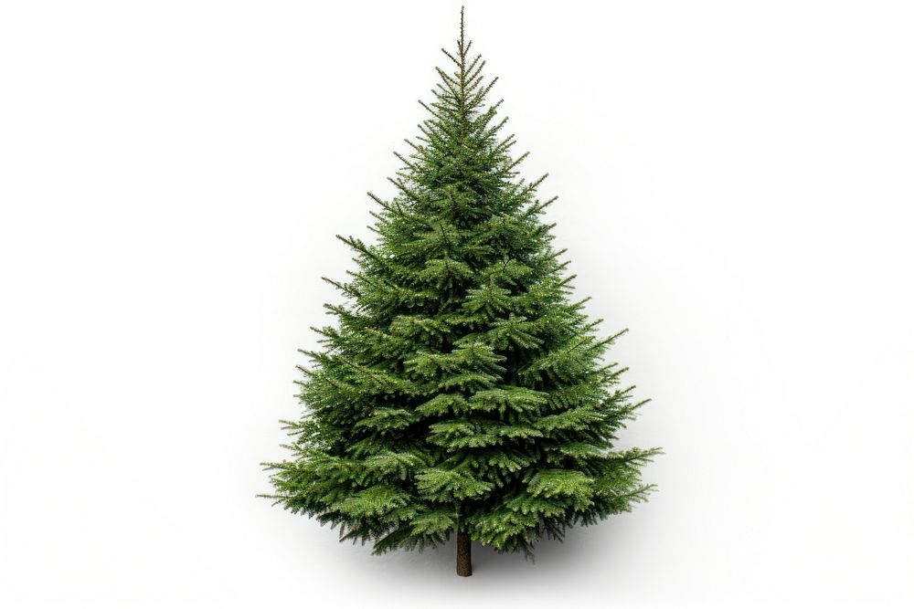 Christmas pine tree fake fir plant green. AI generated Image by rawpixel.