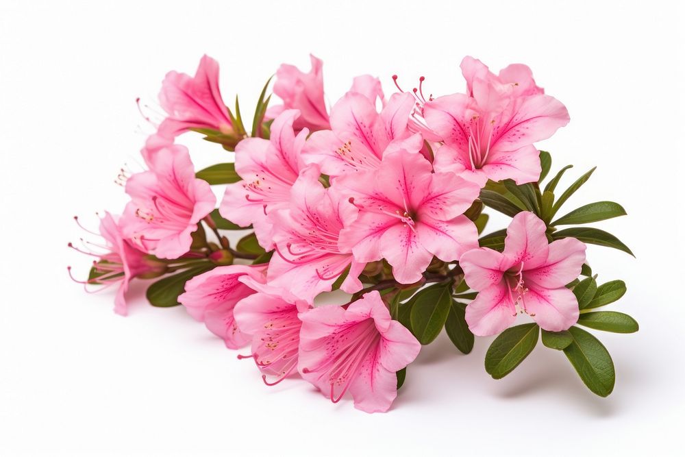 Pink flower blossom petal plant. AI generated Image by rawpixel.