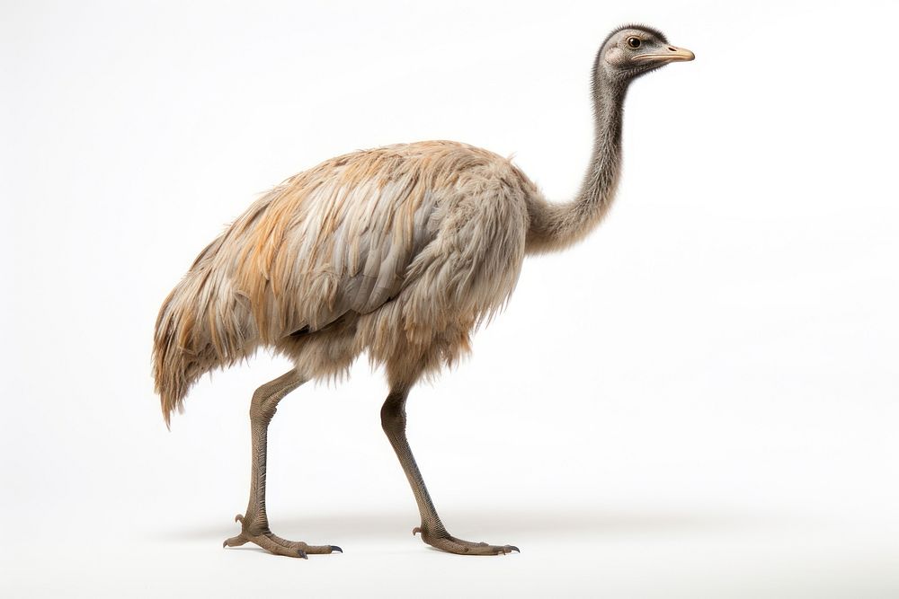 Emu emu animal bird. AI generated Image by rawpixel.