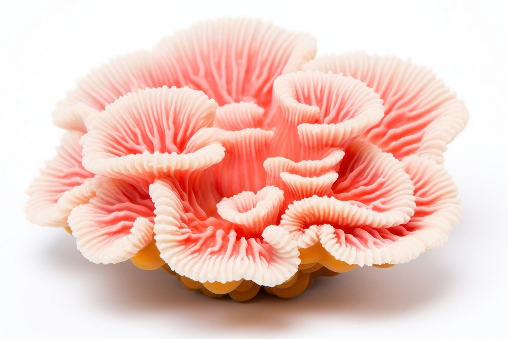 Coral nature petal plant. AI generated Image by rawpixel.
