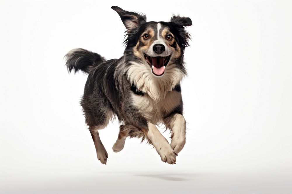 Shollie dog running mammal. AI generated Image by rawpixel.