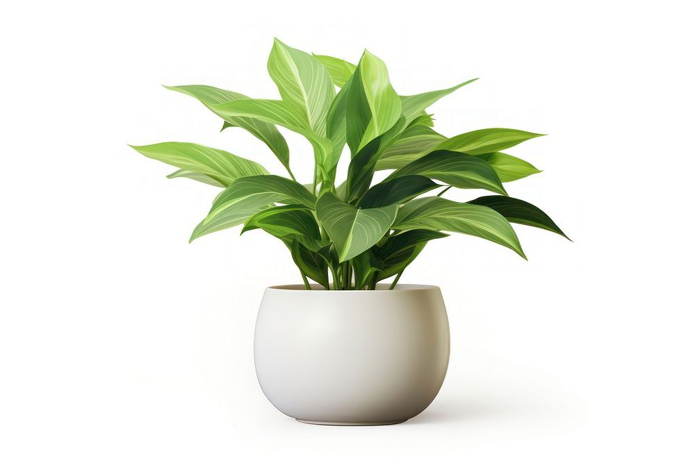 Plant vase leaf potted plant. AI generated Image by rawpixel.