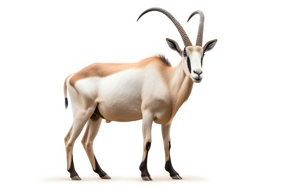 Scimitar Horned Oryx wildlife animal mammal. AI generated Image by rawpixel.