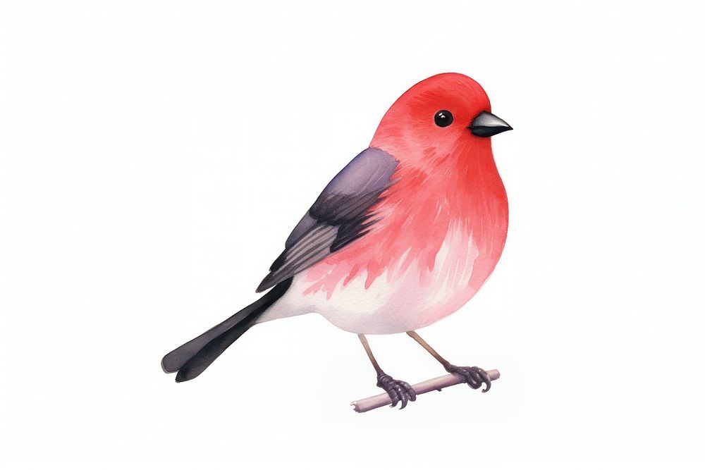 Red bird animal beak pink. AI generated Image by rawpixel.