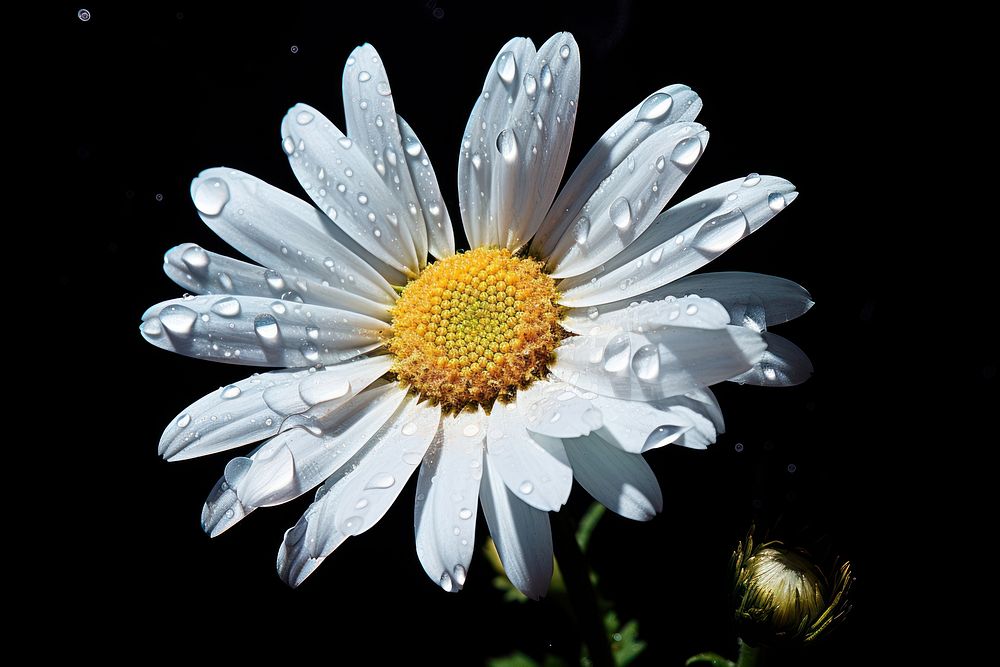 White Daisy Flower Bloom flower daisy blossom. AI generated Image by rawpixel.