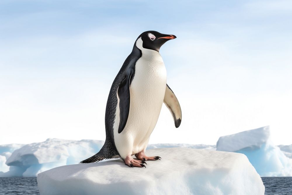 Penguin animal bird ice. AI generated Image by rawpixel.