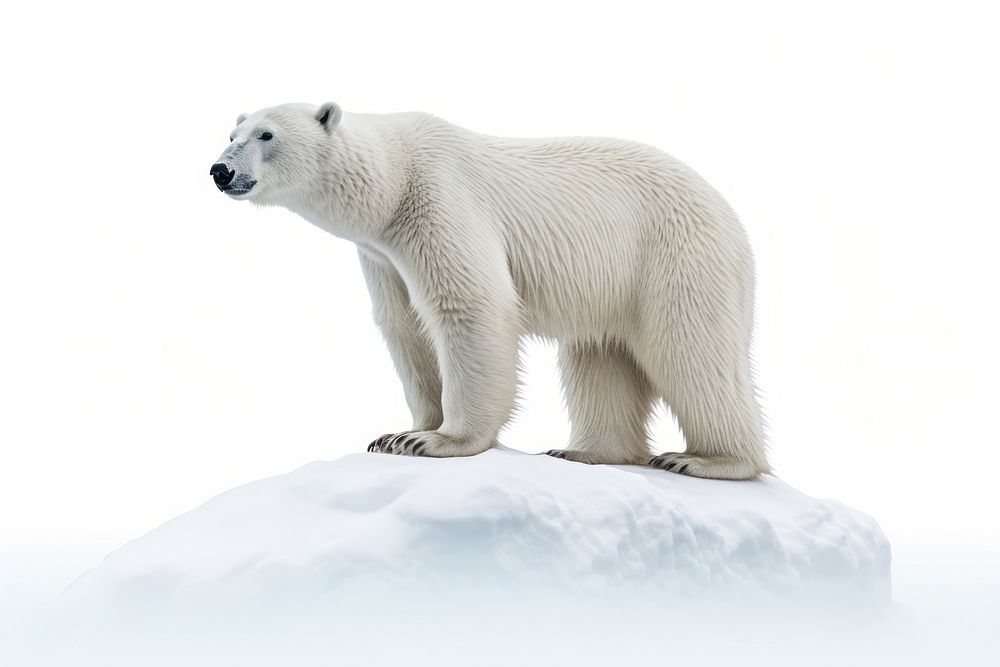 Bear wildlife standing animal. AI generated Image by rawpixel.