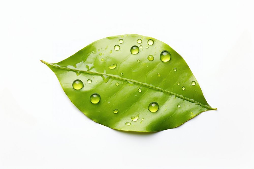 Leaf plant drop white background. AI generated Image by rawpixel.