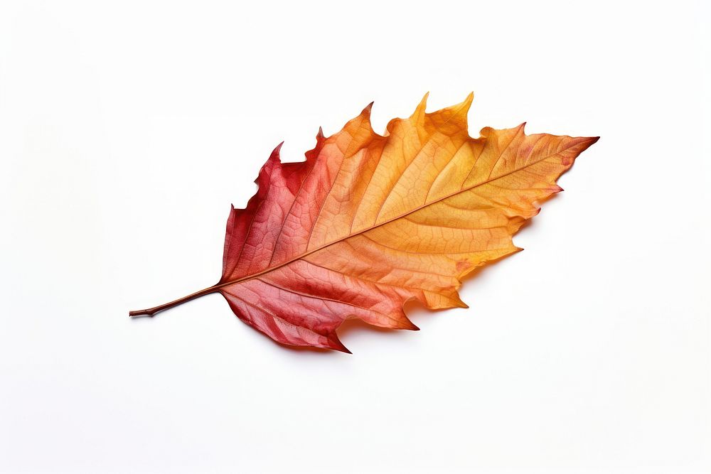 Autumn leave leaves plant leaf. AI generated Image by rawpixel.