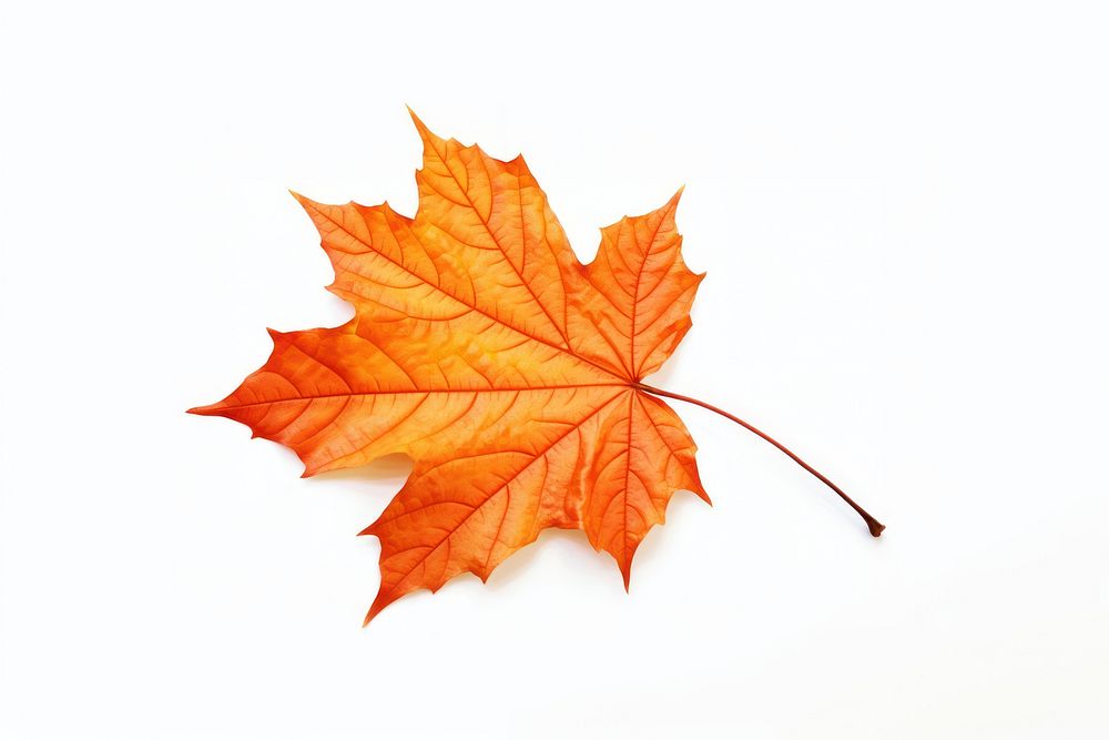 Autumn maple leave leaves plant leaf. AI generated Image by rawpixel.