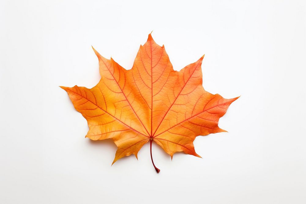 Autumn maple leave leaves plant leaf. AI generated Image by rawpixel.