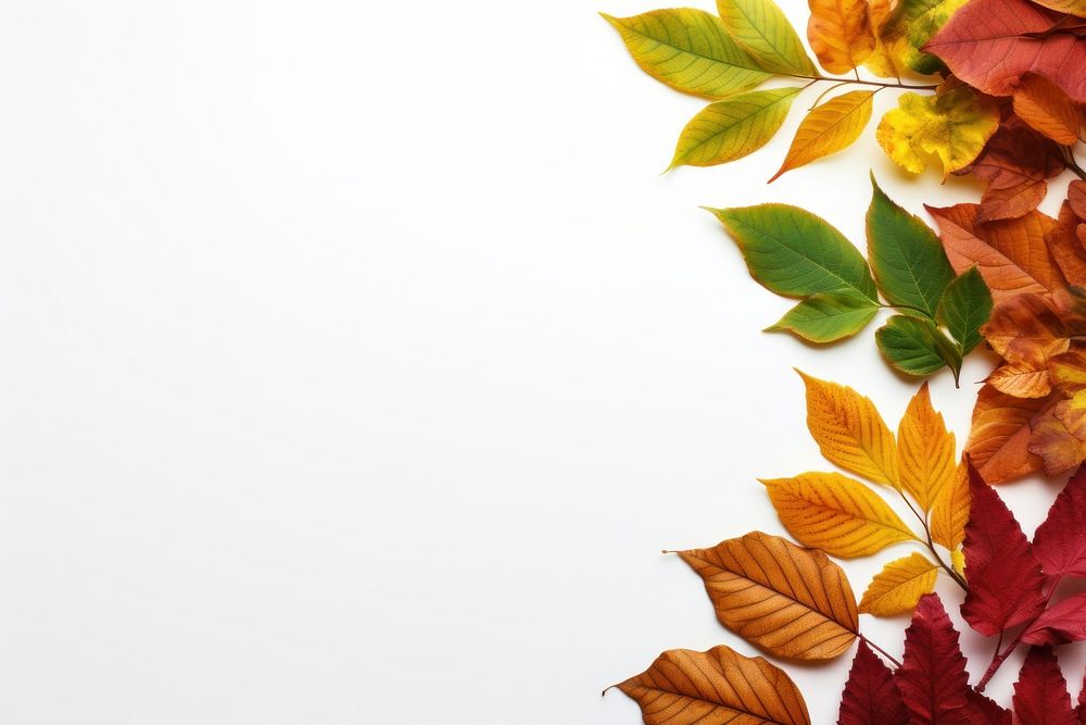Autumn border backgrounds leaves plant. AI generated Image by rawpixel.