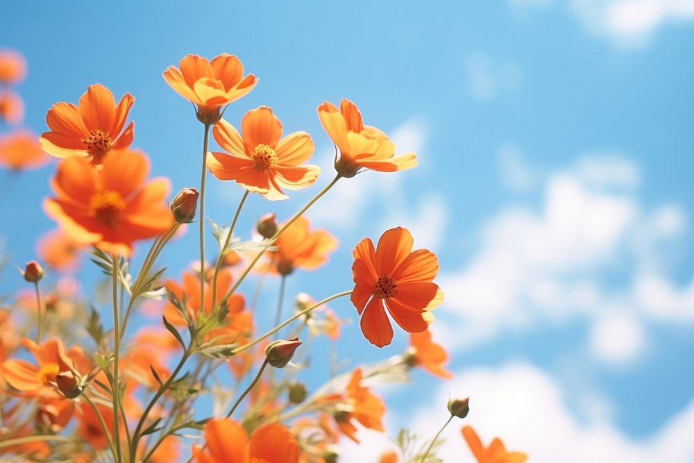 Nature orange flowers Beautiful sky. | Free Photo - rawpixel