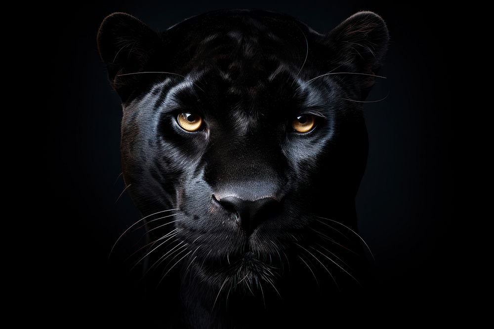 Black panther face wildlife animal mammal. 