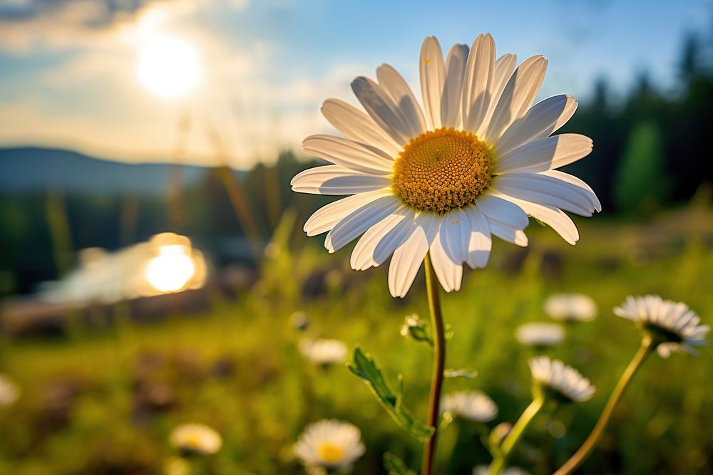 Nature daisy sunlight outdoors. 