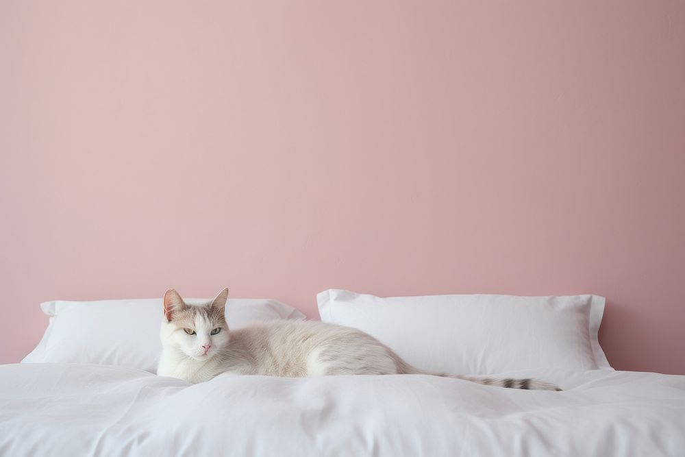 Cat on a bed, minimal photo. AI generated image by rawpixel.