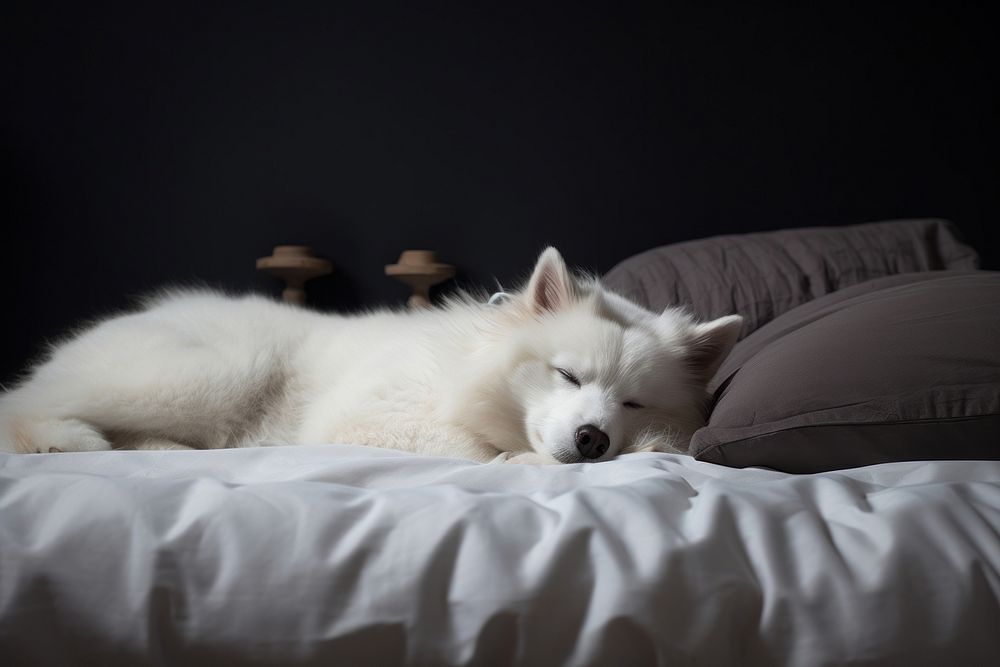 White dog sleeping on a bed. AI generated image by rawpixel.
