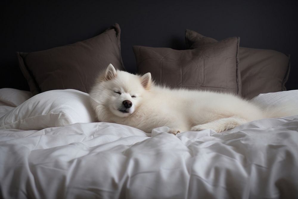 Pet on bed furniture mammal animal.