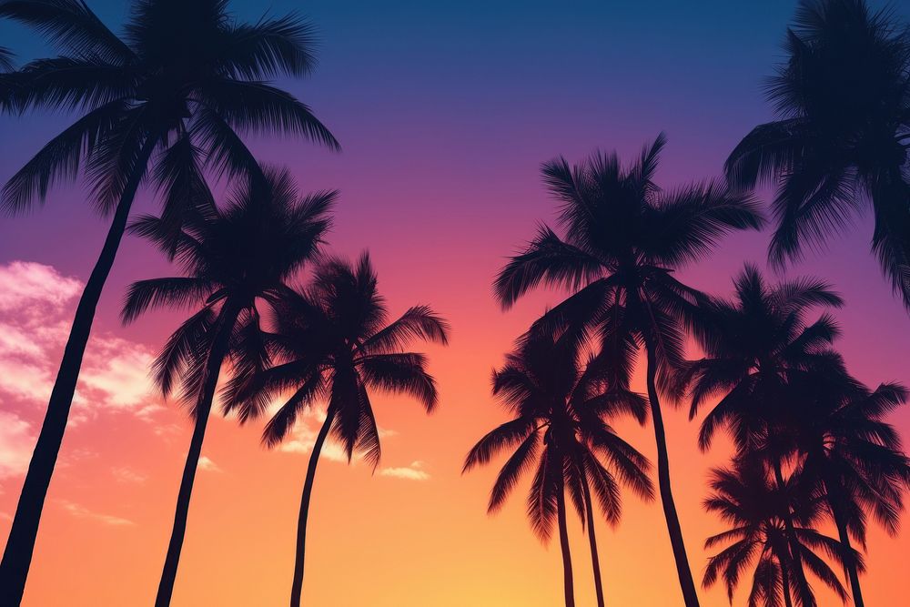 Colorful sky palm Silhouette tree. | Premium Photo - rawpixel