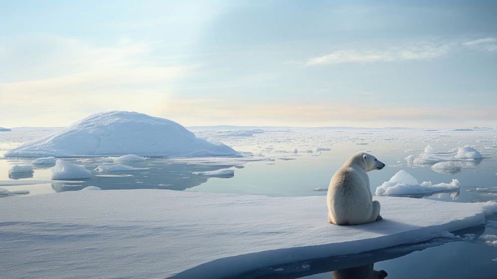 Polar bear, wildlife outdoors. 