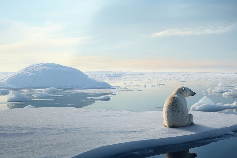 Polar bear, wildlife outdoors. 