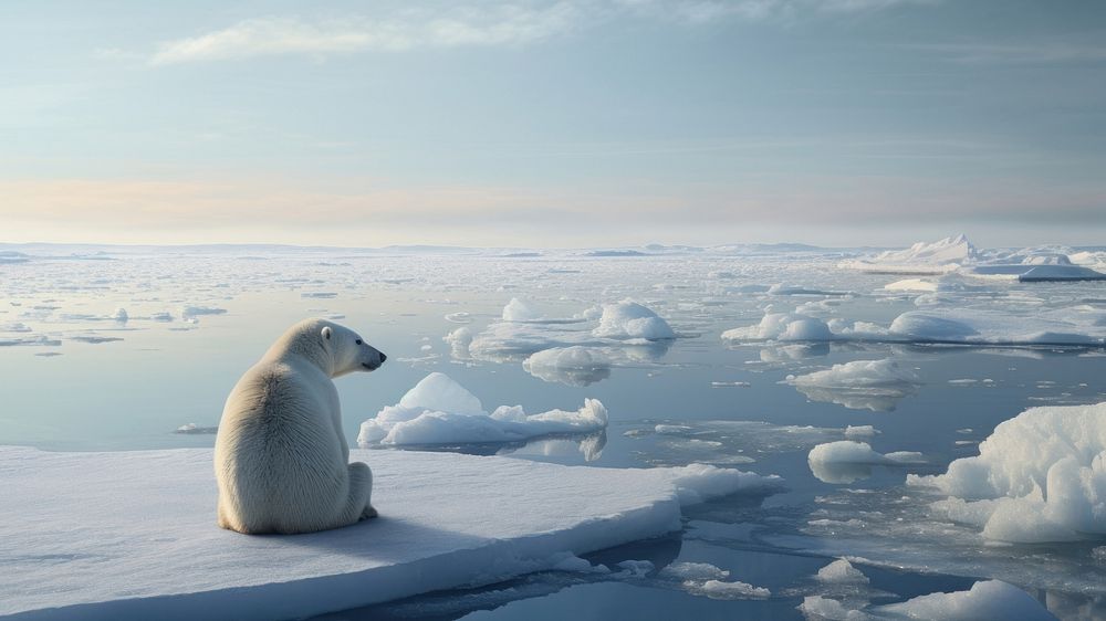 Polar bear, wildlife outdoors. 