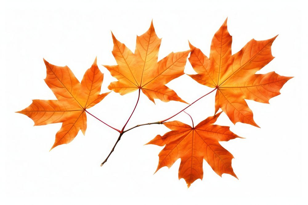 Fall trees maple leaves plant. AI generated Image by rawpixel.