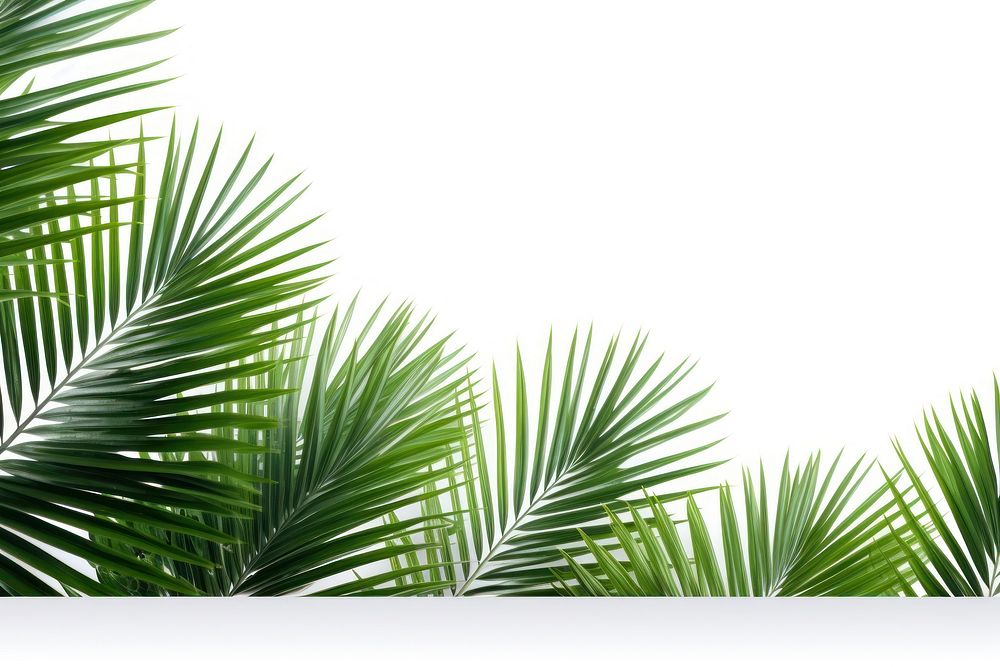 Palm leaves tree backgrounds outdoors. AI generated Image by rawpixel.