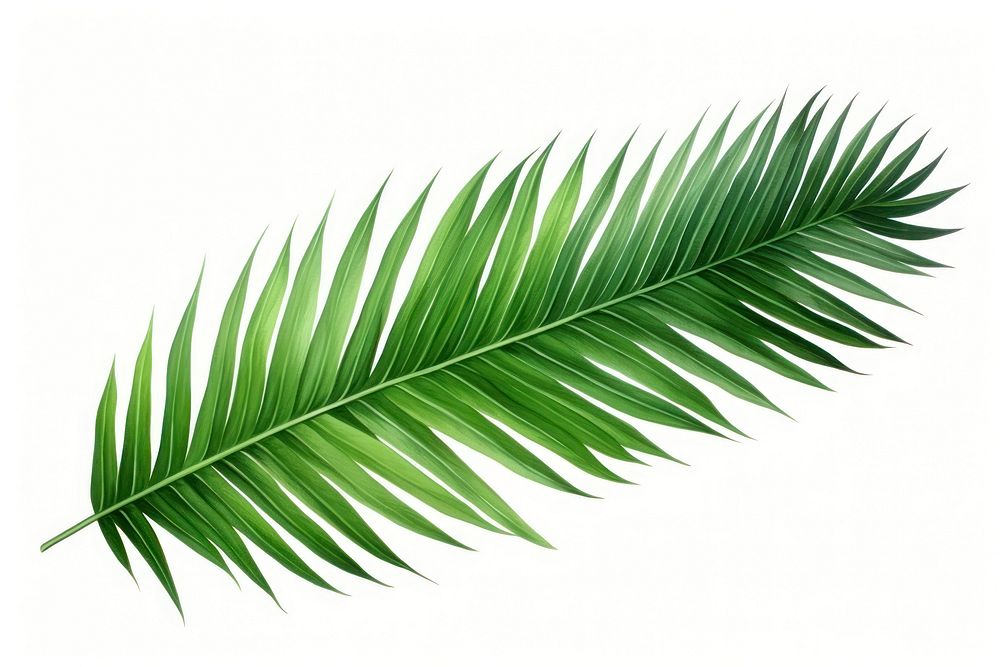 Palm leaves plant leaf tree. 